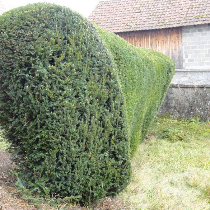 Tailles spécifiques Cernay 0