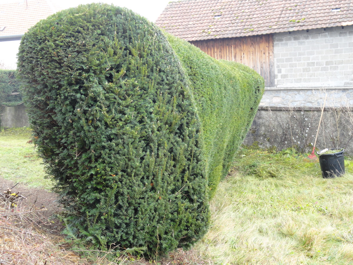 Entretien de jardin près de Rouffach et Colmar (68) Mulhouse 4