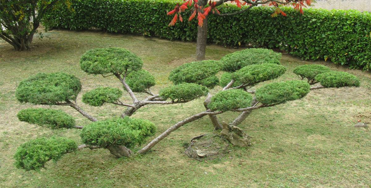 Entretien de jardin près de Rouffach et Colmar (68) Sélestat 2