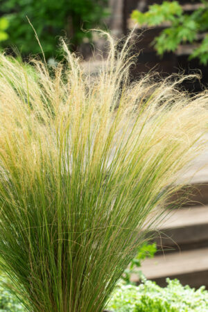 Stipa tenuissima (Cheveux d&#8217;ange) &#8211; Prix promo &#8211; Colmar 0